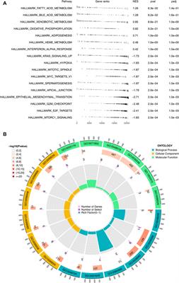 Immunotherapy response and microenvironment provide biomarkers of immunotherapy options for patients with lung adenocarcinoma